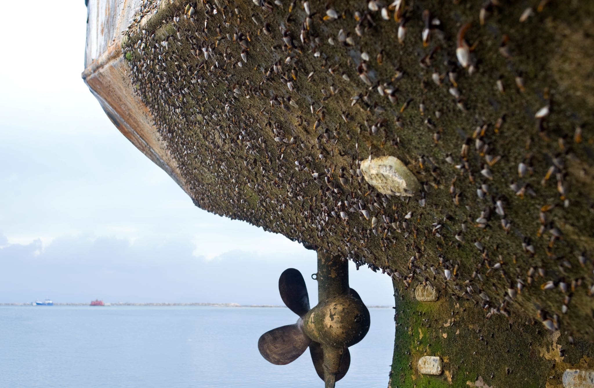 marine fouling on a ship's hull and propeller